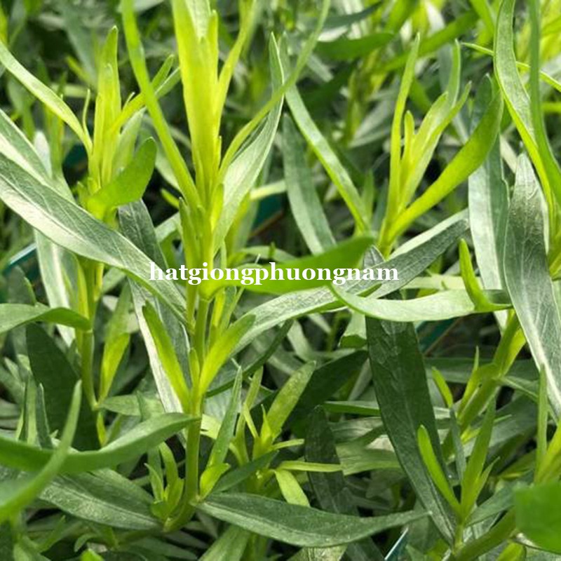 100H - HẠT GIỐNG RAU GIA VỊ NGẢI GIẤM