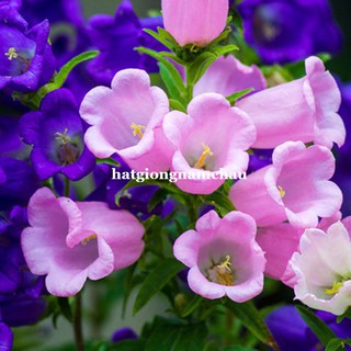 100h - hạt giống hoa chuông đơn mix