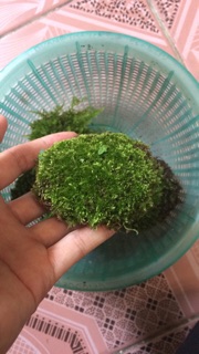 Rêu ươm sẵn