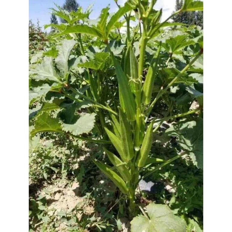 Hạt giống đậu bắp lùn xanh siêu trái 100 hạt