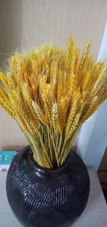 Bông lúa mạch khô (oder)