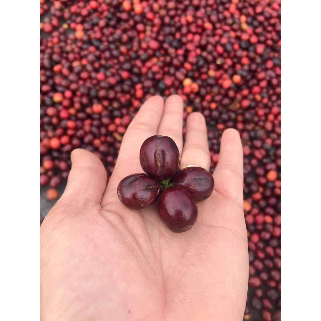 Cà phê bột pha phin Pô Kô Farms 250g