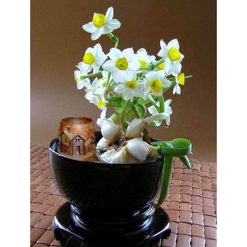 Củ hoa thủy tiên nước HOA Tết