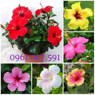 Hạt Giống Hoa Râm Bụt Lùn Mix