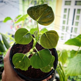 Trầu bà Philodedron Lupinum