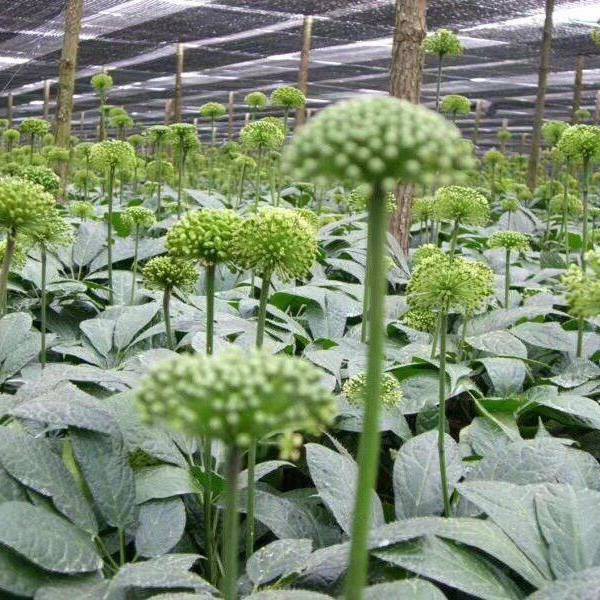 Hoa Tam Thất 500gram