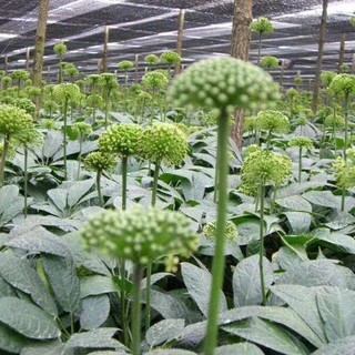 Hoa Tam Thất Khô 100gram (Nụ Hoa)