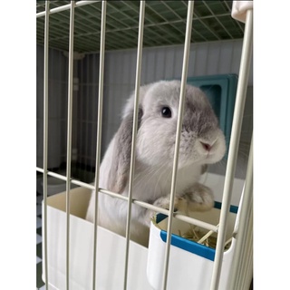 máng thức ăn dành cho thỏ🐰