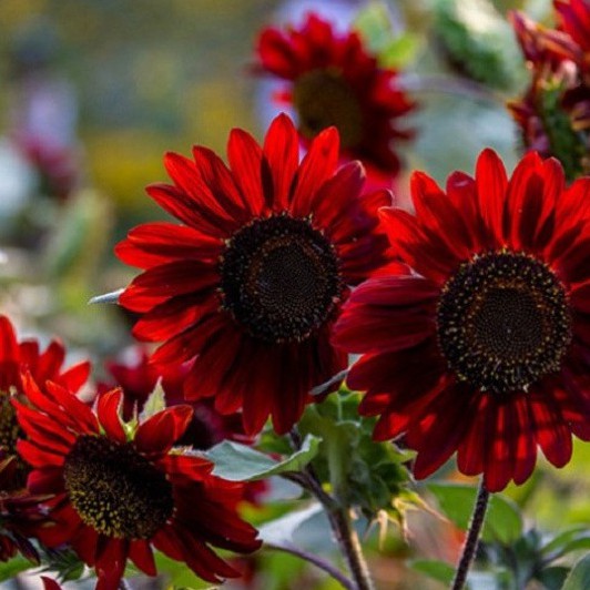 Hạt Giống Hoa Hướng Dương Đỏ (gói 50 hạt, tặng phân)