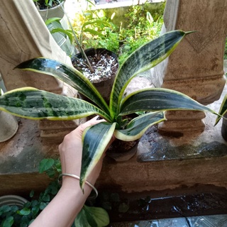 Cây lưỡi mèo vàng