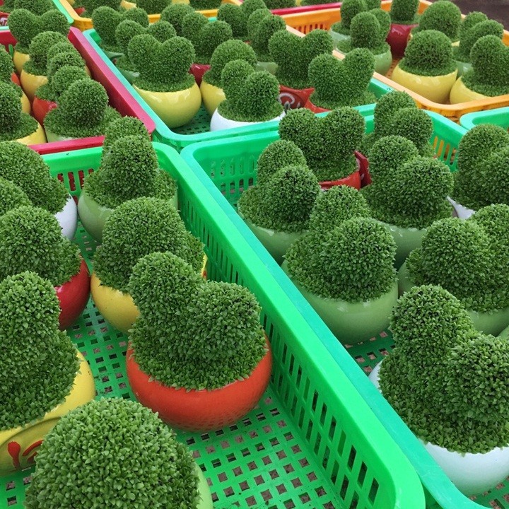 HẠT GIỐNG CỎ MAY MẮN - GÓI 1 GRAM