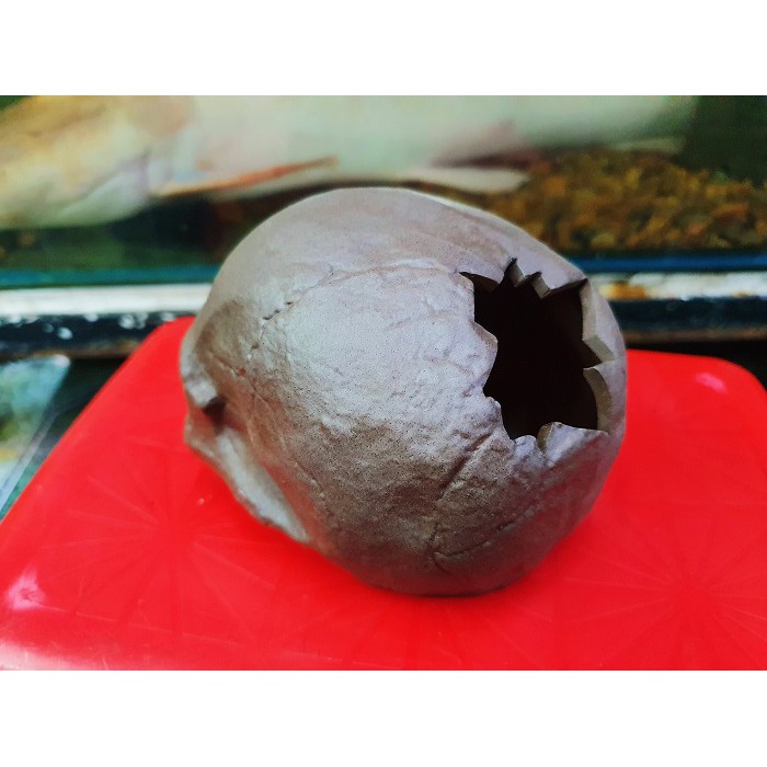 ĐẦU LÂU TRANG TRÍ HỒ CÁ NON BỘ CHO TÔM TÉP CHUI VÀO 10X9X7CM