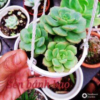 Sen đá bánh bao chậu treo