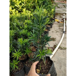 30 cây vạn niên tùng