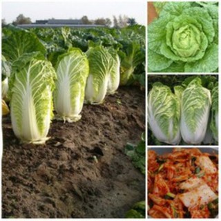 Gói 100 hạt giống rau cải thảo