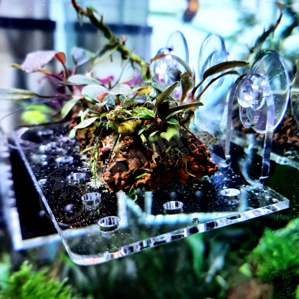 Tấm Nâng Acrylic | Đỡ Giá Thể Ươm Ráy, Bucep - Đỡ Vĩ Ươm Rêu Hít Thành Kính