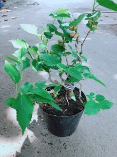 Cây Dâu Tầm Bonsai