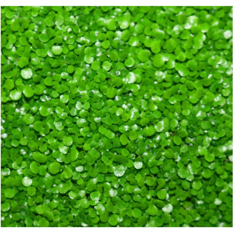 Trân châu lá nhỏ hạt giống thủy sinh