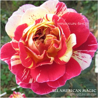 Hoa hồng ngoại Full màu sắc All American Magic Rose - MinaKun Shop