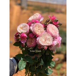 Hồng ngoại Constance - Cây nguyên chậu