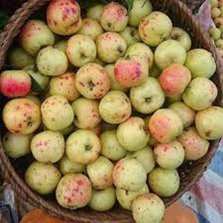Táo mèo Yên Bái - đặc sản Tây Bắc