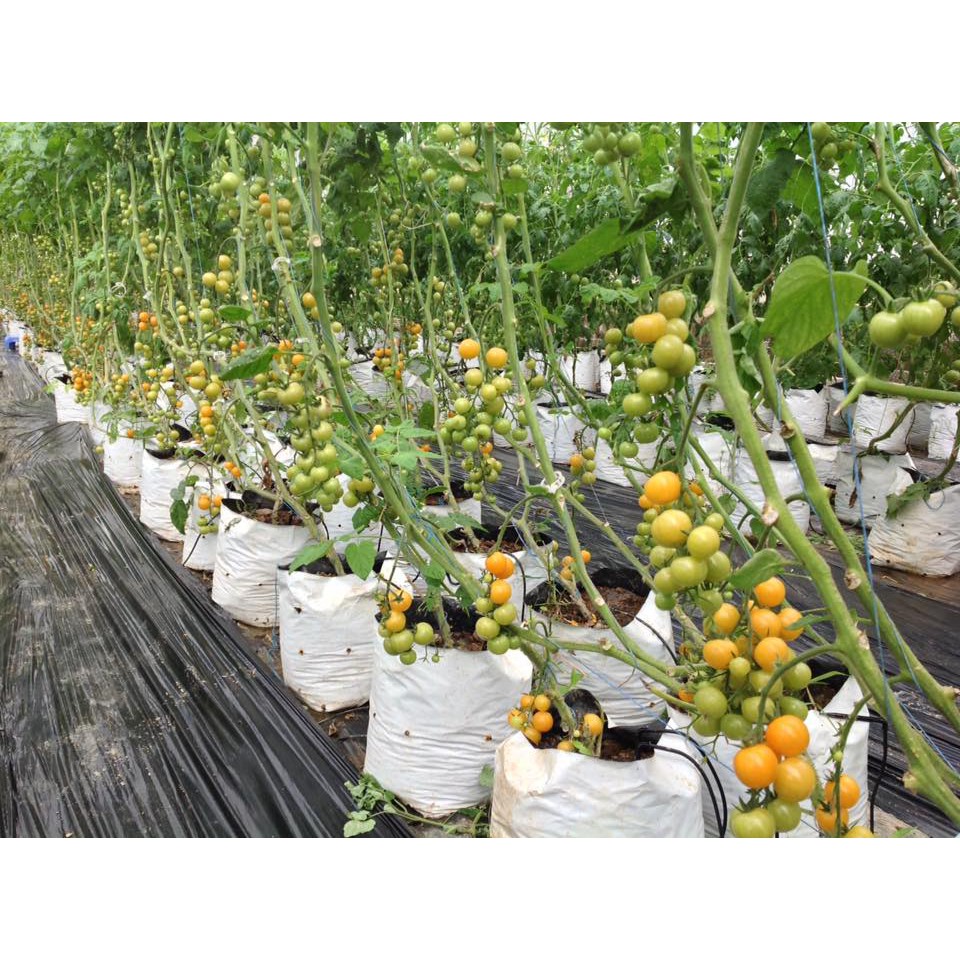 Túi trồng cây PE 2 lớp trắng đen