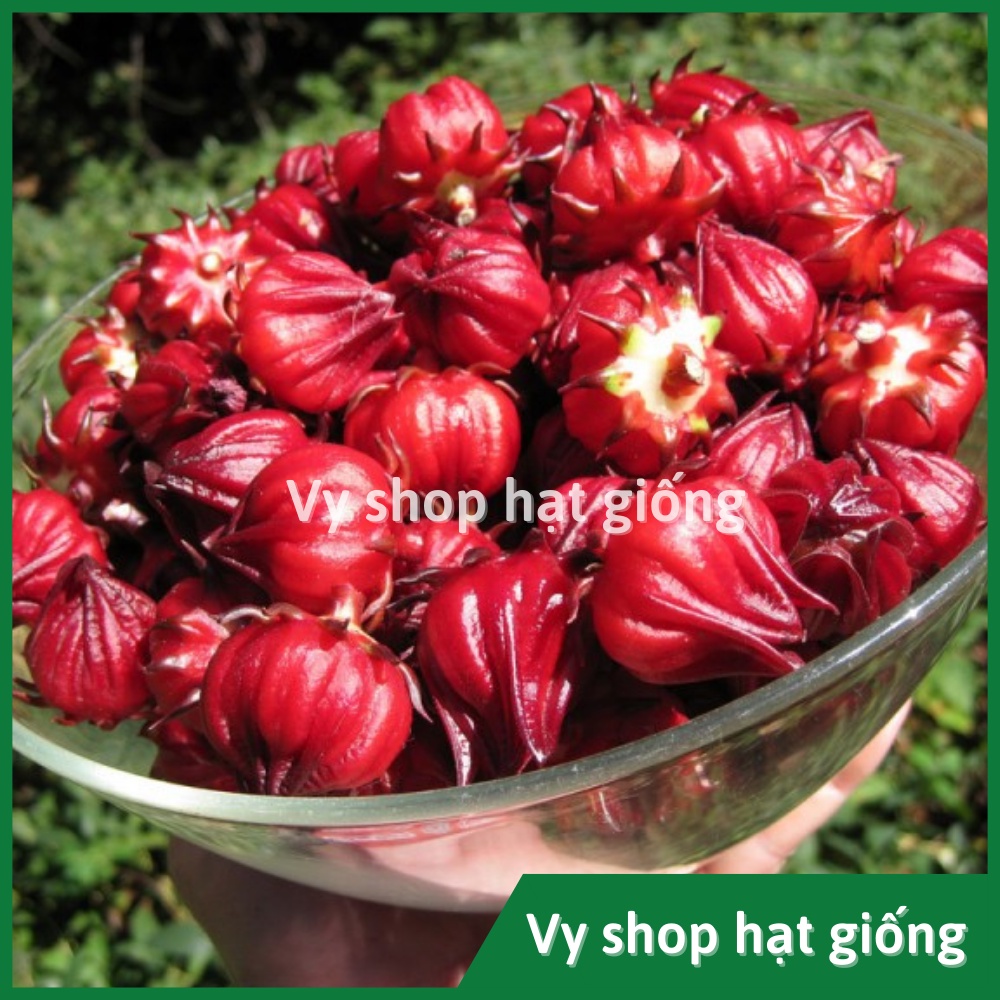 Hạt giống bụp giấm - Atiso đỏ  nhập Thái Lan nguyên gói 120 hạt