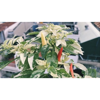 Hạt ớt giống HOT Palette Pepper (Var)