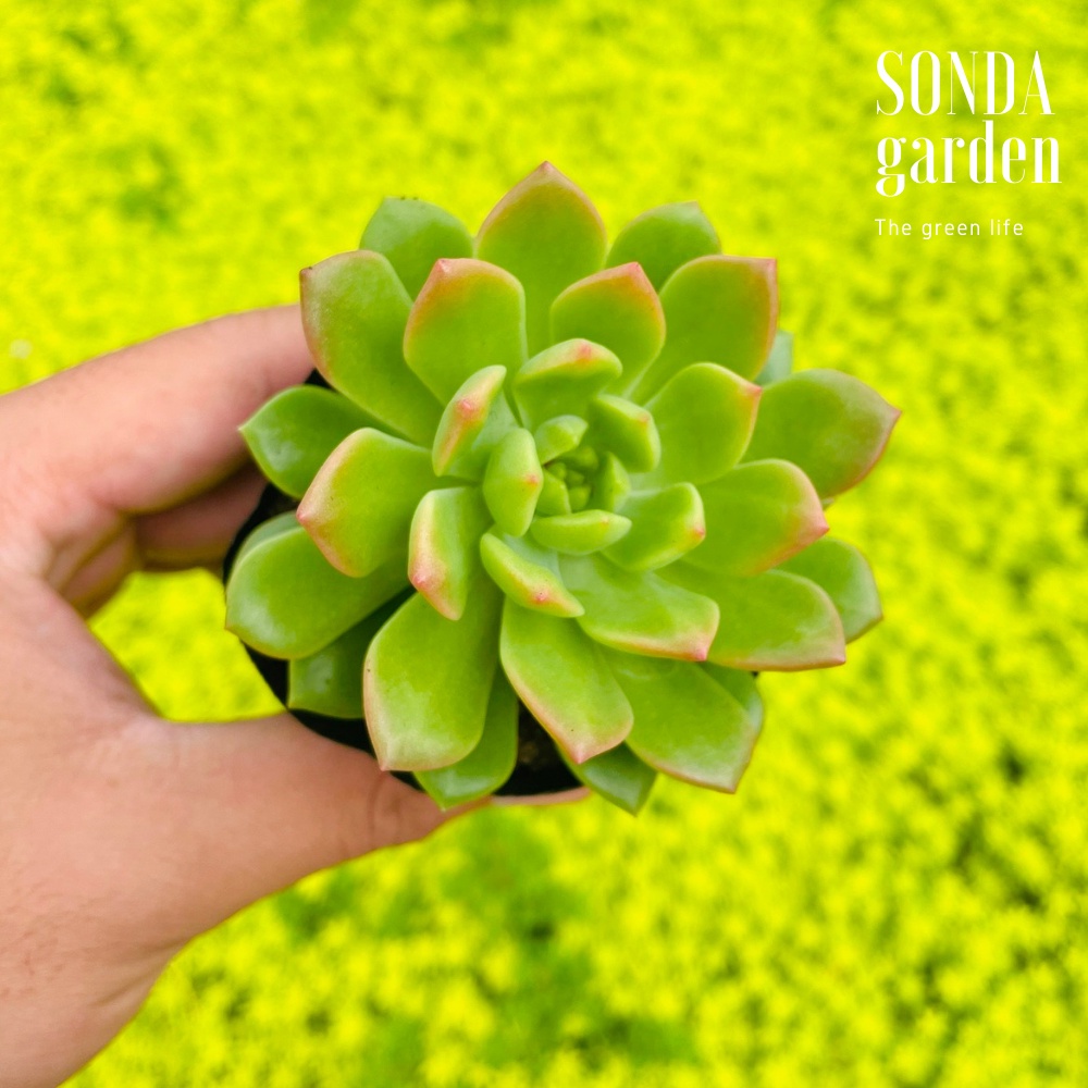 Sen đá mặt trời giống mới SONDA GARDEN size bé 5-8cm, cây cảnh trang trí nhà cửa, lỗi 1 đổi 1