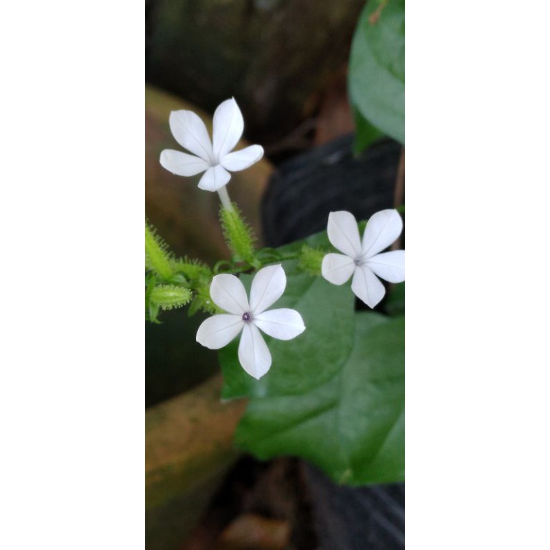 Bạch hoa xà