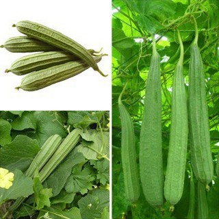 Hạt giống mướp khía Thái Lan ( 2gr)