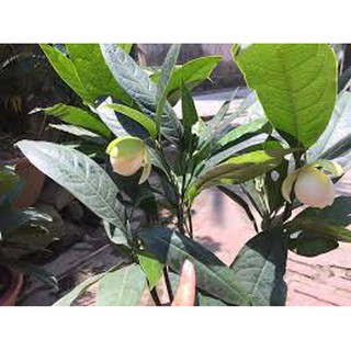CÂY HOA DẠ HỢP (DẠ HỢP HƯƠNG)