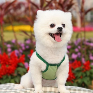 Áo yếm mùa hè cho chó mèo