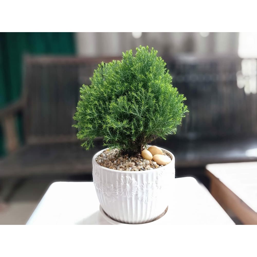 Cây tùng bông lai , Tùng bồng lai cây để bàn