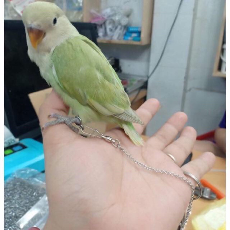 Xích chân , vòng chân cho cockatiel , greencheek , lovebird , yến phụng ..
