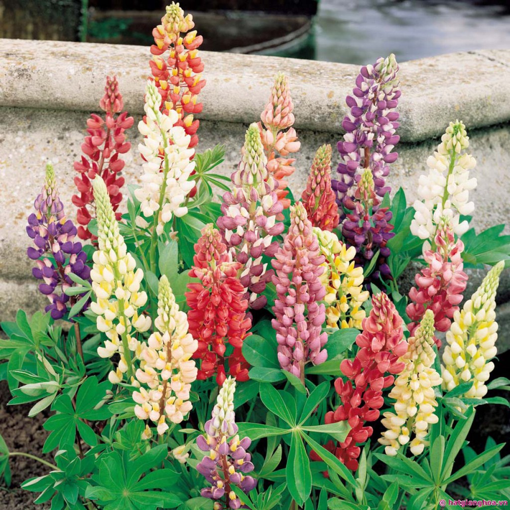 Hạt giống hoa Đậu lupin mix