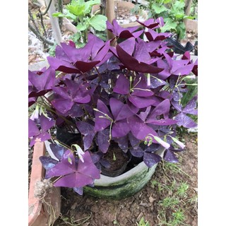 10 củ cây me đất lá tím hoặc 1 bầu như hình cuối