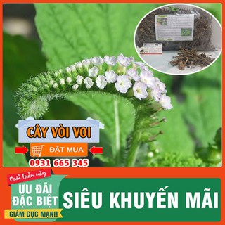 Cây Vòi Voi Khô Loại Cao Cấp 500g - Thảo Dược Thanh Bình