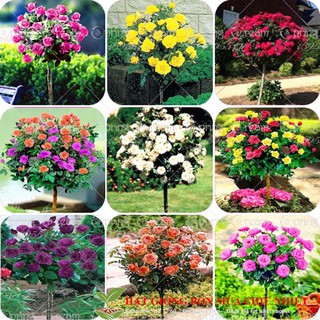 Gói 20 hạt giống hoa hồng thân gỗ luckyseed hạt siêu rẻ