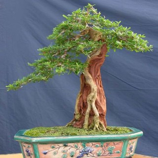 LINH SAM SIÊU BÔNG