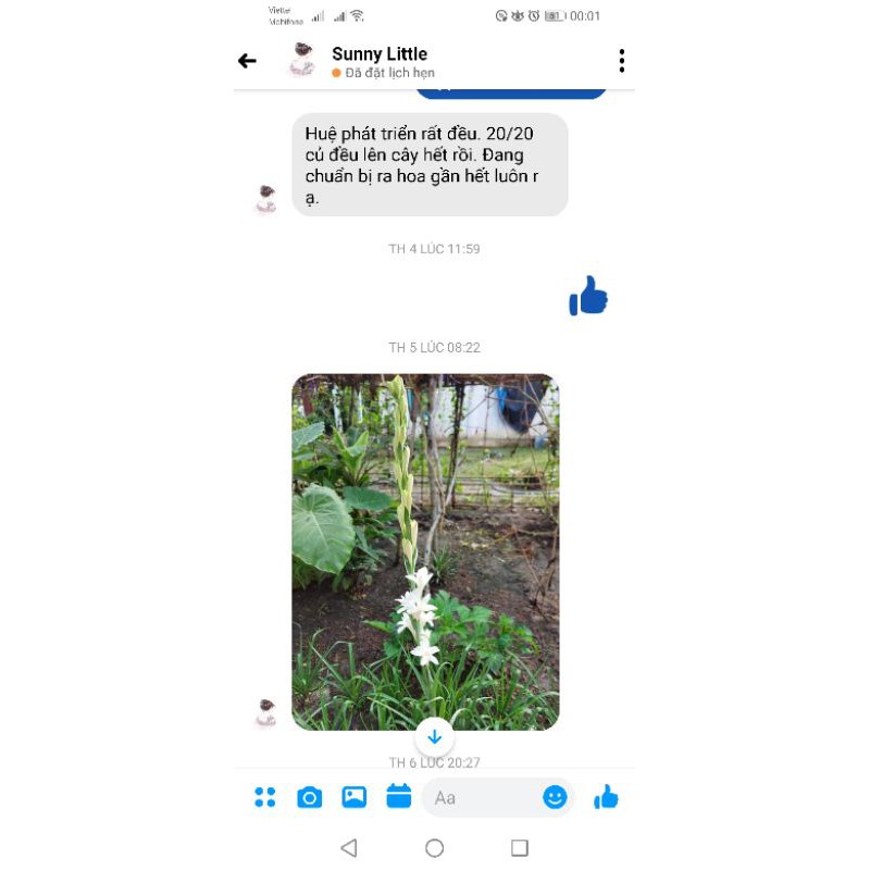 10 củ giống hoa huệ trắng loại to