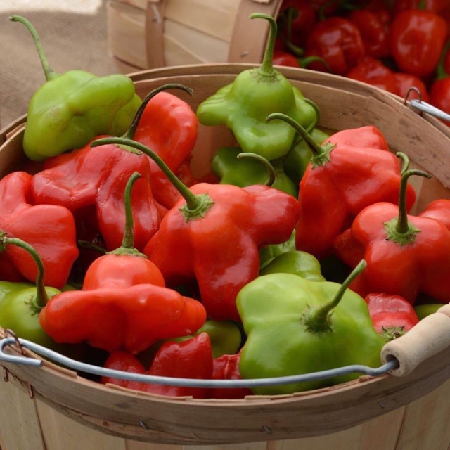 Hạt giống ớt hoa hồng Organic