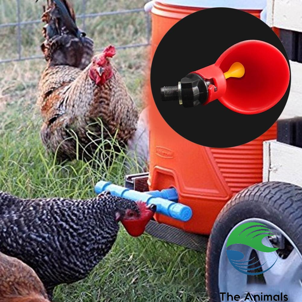 [COMBO 5 CÁI] Cốc uống nước tự động cho gà No brand