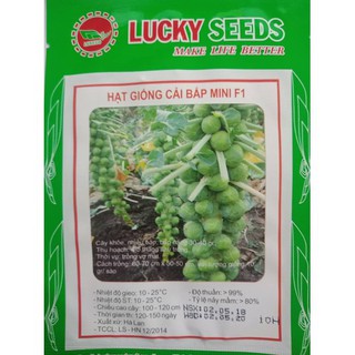 Bán Hạt giống bắp cải mini dễ trồng tại Hạt Giống Bốn Mùa