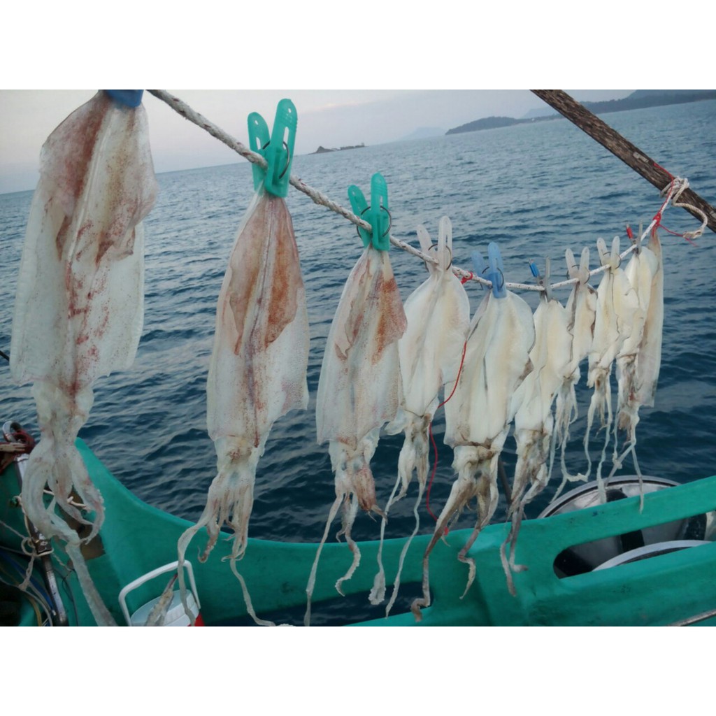 500g Khô mực Phú Quốc - Loại 32-34 con/kg. Bịch 500g từ 16-17 con Mực Phú Quốc Phơi ghe | BigBuy360 - bigbuy360.vn