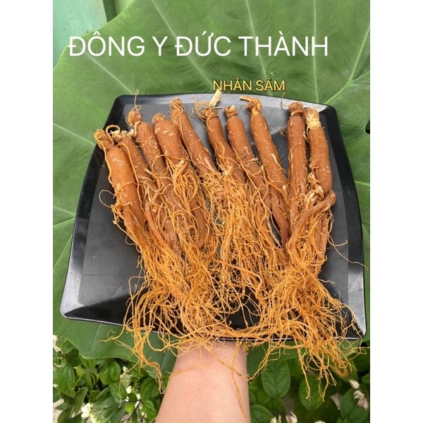 Sâm nhị Hồng 1 Lạng 4 -5 củ khô thơm