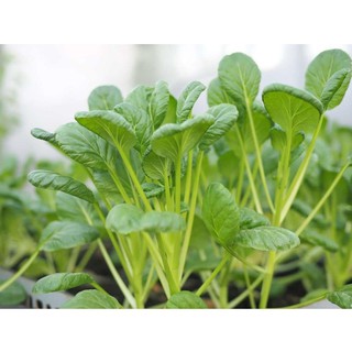 [HOT] Hạt giống cải ngọt ăn non - 5 gr