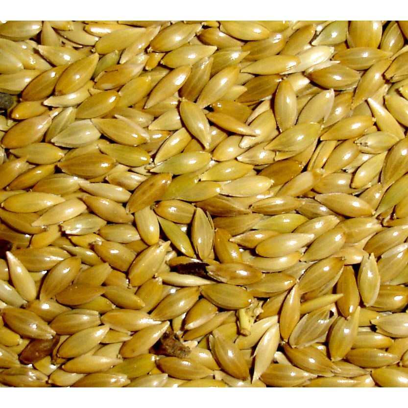 Hạt láng dài - láng yến - láng chim - thóc chim 1kg cho yến hót