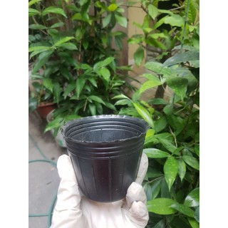 100 chiếc chậu 2.5 inch vừa khay ươm 15 lỗ loại tốt chuyên dùng cho trồng kie con, hồ điệp giống, cây giống