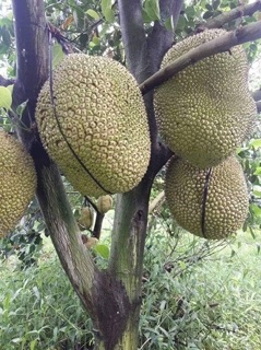 Cây giống mít không hạt